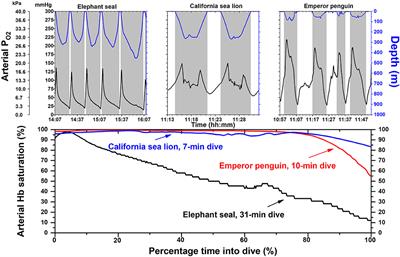 Frontiers | Time Domains of Hypoxia Adaptation—Elephant Seals Stand Out